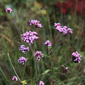 Verbena bonariensis
