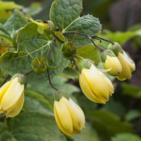 Kirengeshoma palmata