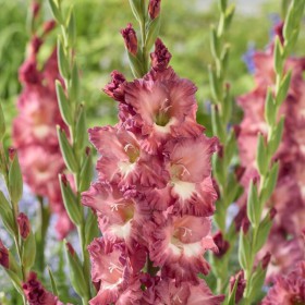 Gladiolus 'Tiramisu'