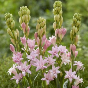 Polianthes tuberosa 'Pink...
