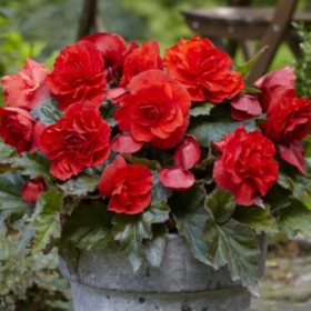 Begonia 'Cascade Odorosa...