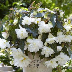 Begonia 'Illumination White'