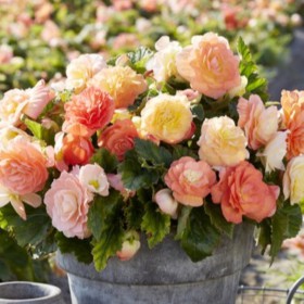 Begonia 'Pastel Compacta Mix'