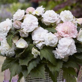 Begonia 'Wummi Apfelblüte'