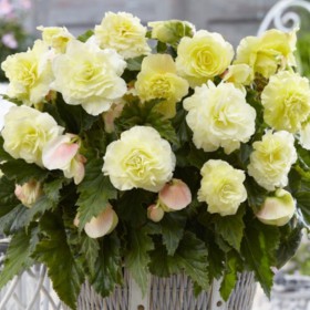 Begonia 'Wummi Creme'