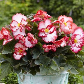 Begonia 'Crispa Marginata'...