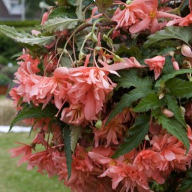 Begonia Pendula Cascade...