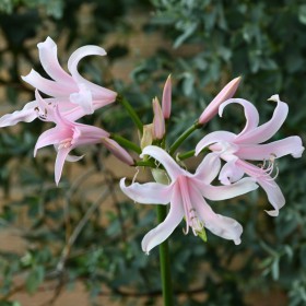 Amarine Belladiva 'Emanuelle'