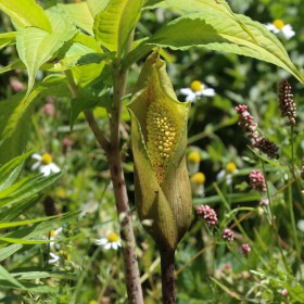 Amorphophallus napalensis