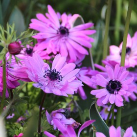 Anemone coronaria 'Admiral'