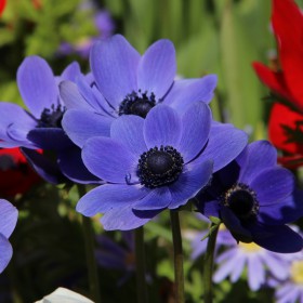 Anemone coronaria 'Mr. Fokker'