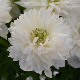 Anemone coronaria...