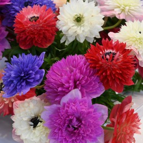 Anemone coronaria...