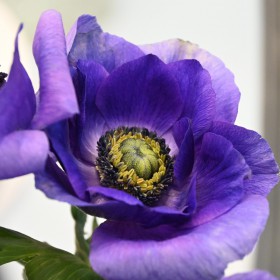 Anemone coronaria MISTRAL...