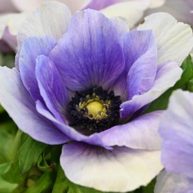 Anemone coronaria MISTRAL...