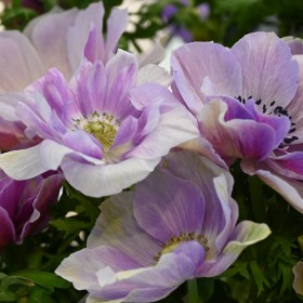 Anemone coronaria MISTRAL...
