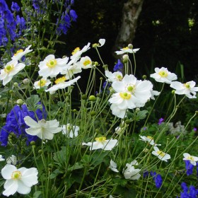 Anemone hybrida 'Honorine...