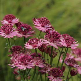 Astrantia major 'Roma'