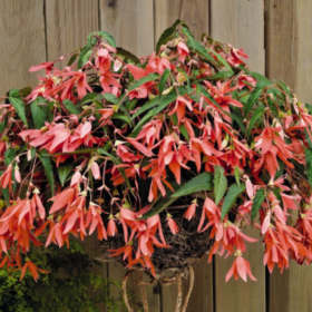 Begonia Bertinii...