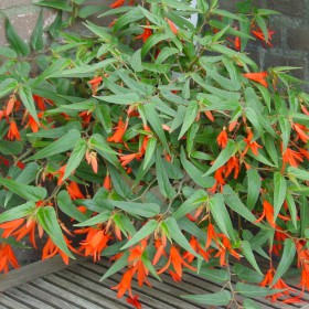 Begonia bertinii