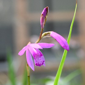 Bletilla striata