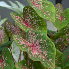 Caladium 'Pink Beauty'