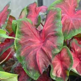 Caladium 'Royal Flush' ®