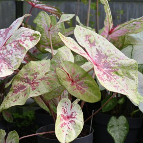 Caladium 'Seafoam Pink' ®