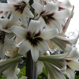 Cardiocrinum giganteum