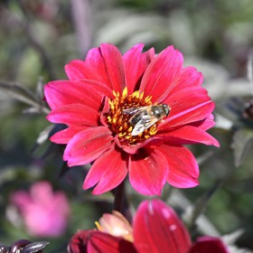 Dahlia 'Bishop of...