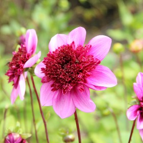 Dahlia 'Blue Bayou' ®