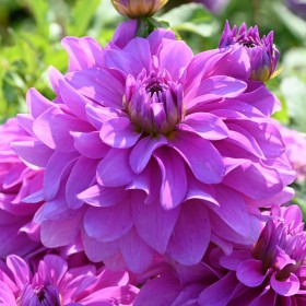 Dahlia 'Bluetiful'