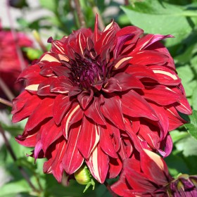 Dahlia 'Bohemian Spartacus'