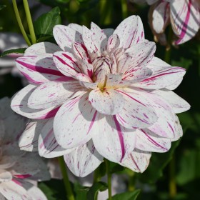 Dahlia 'Bright Diamond'