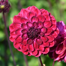 Dahlia 'Buran' BIO