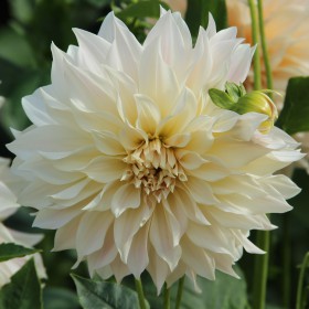 Dahlia 'Café au Lait'