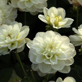 Dahlia 'Cantarino'