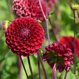 Dahlia 'Cornel'
