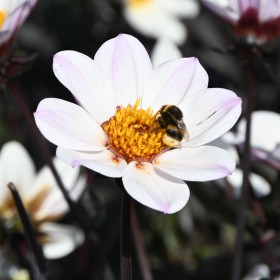 Dahlia 'Dahlegria White' ®