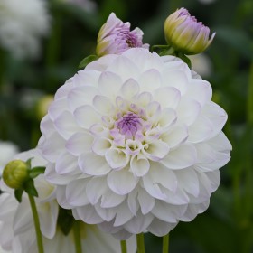 Dahlia 'Eveline'