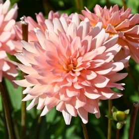 Dahlia 'Gallery Leonardo' ®