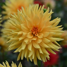 Dahlia 'Gelber Vulcan'