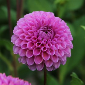 Dahlia 'Isabel'