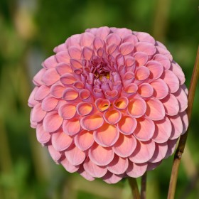 Dahlia 'Jowey Winnie'