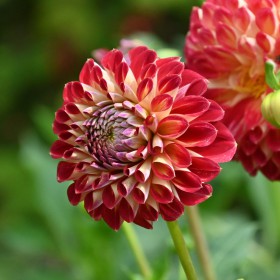 Dahlia 'Jowey Joshua'