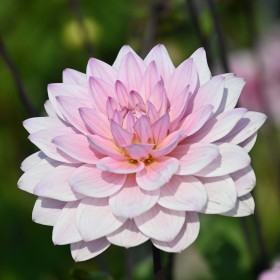 Dahlia 'Karma Prospero' ®