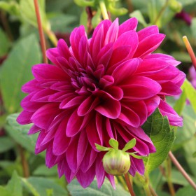 Dahlia 'Le Baron'