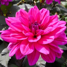 Dahlia 'Marcel Dassault'