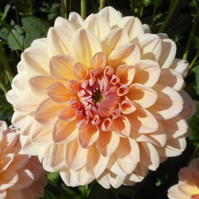 Dahlia 'Maya'