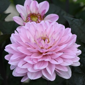 Dahlia 'Melody Harmony' ®